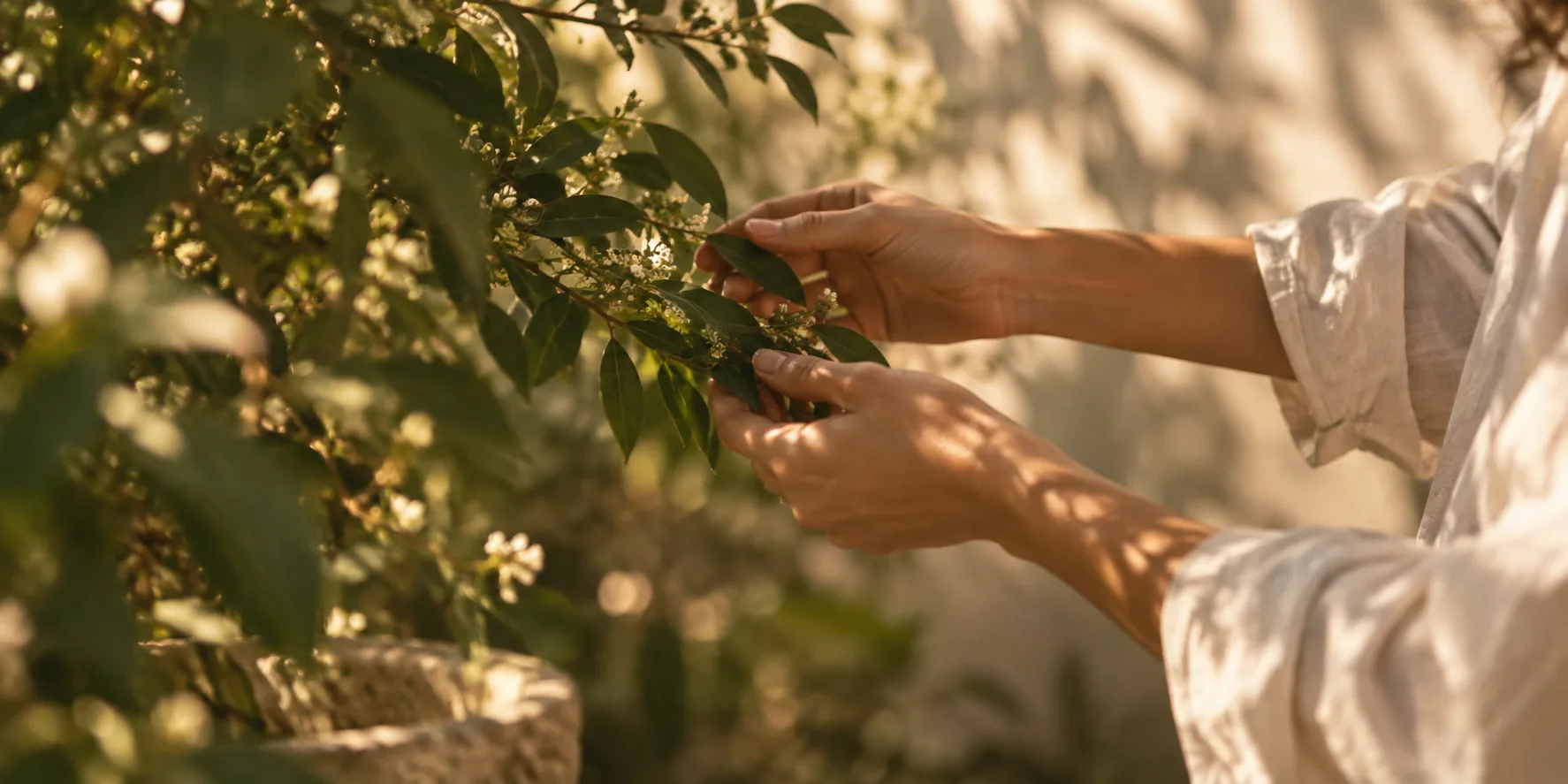 Hands gathering a sprig of white blossom from a flowering shrub in warm light.